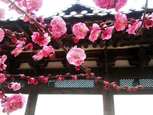 봄꽃들의 축제 `통도사 홍매화`